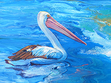 Estuary Pelican