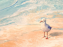 Summer Seagull